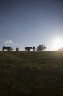 Silhouette Kühe und Bauer auf dem Feld — Stockfoto