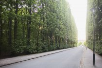 Strada tra gli alberi — Foto stock