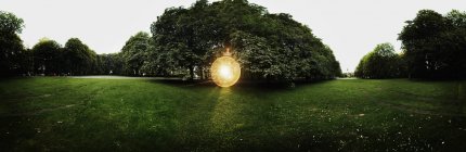 Luz del sol fluyendo a través de árboles - foto de stock