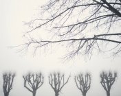 Bare trees in foggy weather — Stock Photo