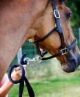 Rope attached to horses bridle — Stock Photo