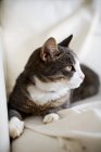 Кошка сидит на диване — стоковое фото
