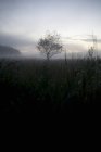 Дерево на поле в туманную погоду — стоковое фото