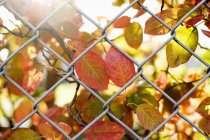 Autumn leaves through chainlink fence — Stock Photo