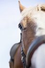 Портрет лошади против ясного неба — стоковое фото