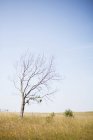 Árbol desnudo en campo herboso - foto de stock