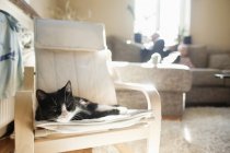 Katze entspannt sich auf Sessel — Stockfoto