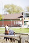 Cavallo in piedi sul campo — Foto stock