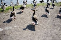 Серые гуси на берегу озера — стоковое фото