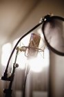 Микрофон в студии звукозаписи — стоковое фото