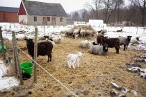 Ovejas en el campo durante el invierno - foto de stock