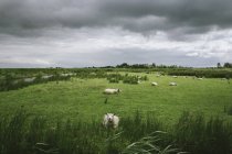 Gregge di pecore che riposano in un campo tempestoso — Foto stock