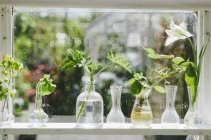 Растения в стеклянной вазе — стоковое фото