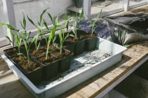 Topfpflanzen wachsen auf Fensterbank — Stockfoto