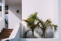 Palmen wachsen in der Nähe des Hauses — Stockfoto