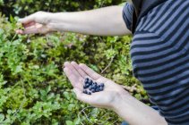 Man picking blueberries — Stock Photo