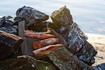 Grilled meat in metal net on stones by sea — Stock Photo