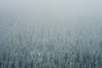Bosque de coníferas en invierno - foto de stock