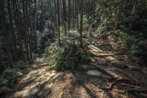 Escursionista a piedi nella foresta — Foto stock
