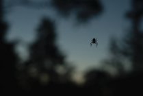 Silhouette di ragno, su sfocato — Foto stock
