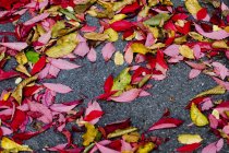 Листья на земле, вид вблизи — стоковое фото