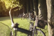 Vélos garés sur la prairie sous les arbres dans le parc — Photo de stock