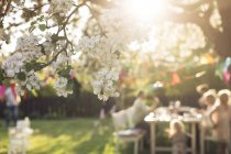 Rama de árbol floreciente con familia desenfocada sentada en la mesa de la cena en el jardín - foto de stock