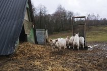 Свиньи на ферме днем — стоковое фото