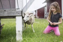 Девушка (4-5), стоящая на коленях рядом с козой — стоковое фото