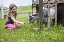 Дівчинка (4-5) годує козла травою — стокове фото