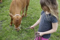 Girl (4-5) standing with calf — Stock Photo