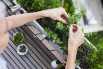 Woman checking herbs on balcony — Stock Photo