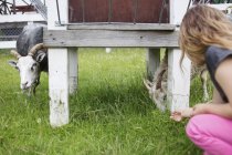 Девочка (4-5) кормит коз травой — стоковое фото