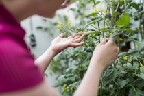 Donna che controlla le piante di pomodoro — Foto stock