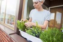 Mujer revisando hierbas en balcón - foto de stock