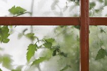 Detalle de invernadero y hojas detrás de vidrio - foto de stock