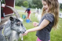 Девочка (4-5) кормит серого козла — стоковое фото