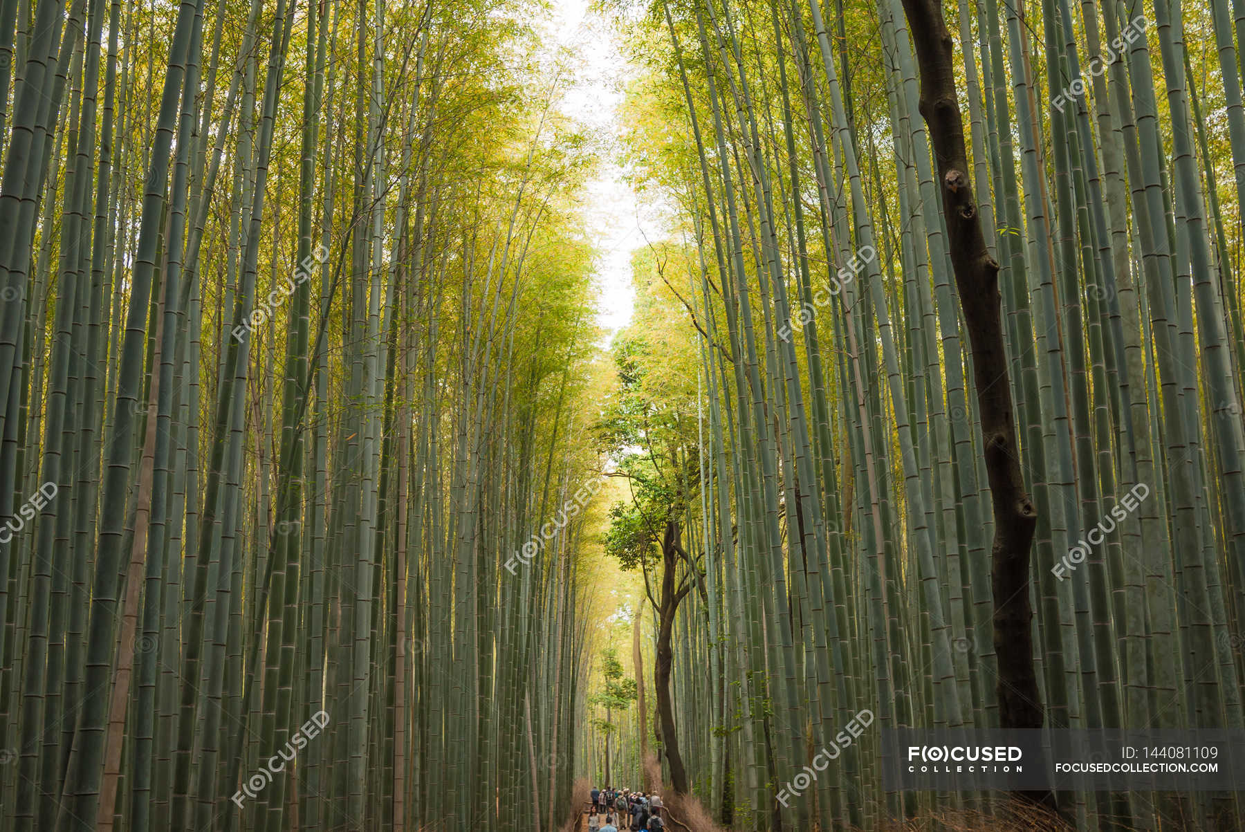 Bamboo Grove In Arashiyama — Tranquillity, Plants - Stock Photo ...