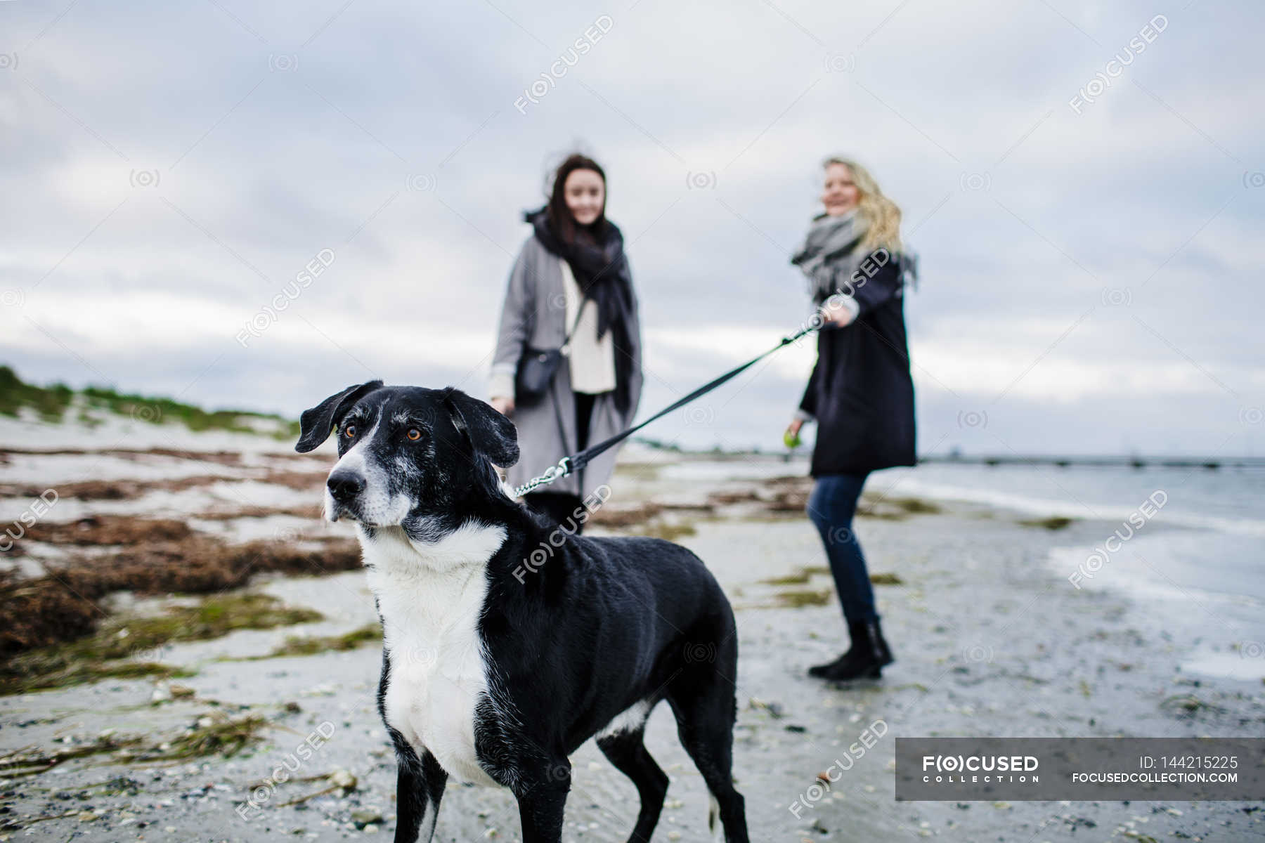 Woman Holding Leash Of Dog — Domestic, Love - Stock Photo 