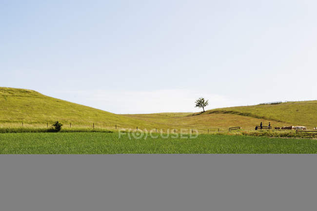 Трав'яне поле проти неба — стокове фото