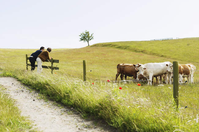 Hombres inclinados sobre la cerca por las vacas - foto de stock