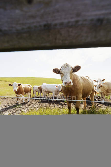 Vaches broutant sur un champ herbeux — Photo de stock