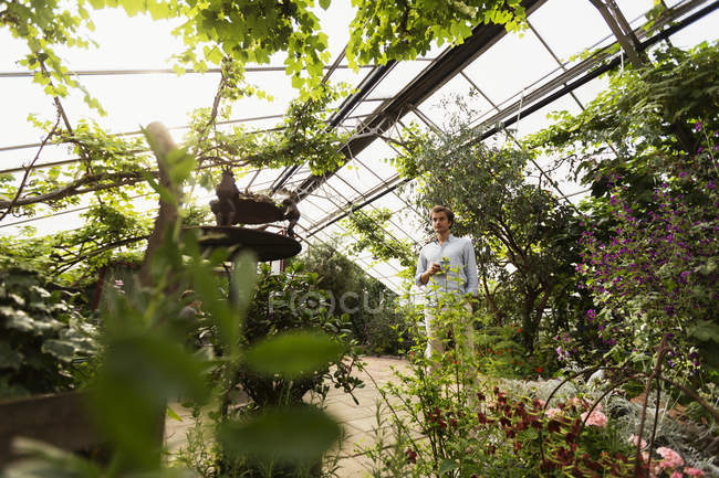 Mann steht inmitten von Pflanzen im Gewächshaus — Stockfoto
