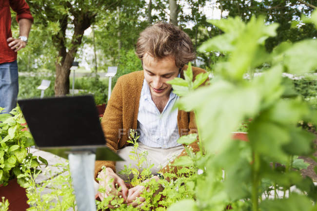 Man picking herbs from plants — Stock Photo