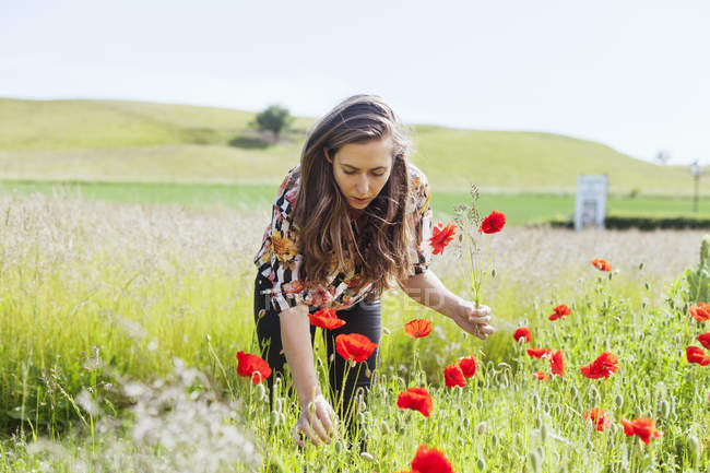 Woman picking poppy flowers — Stock Photo