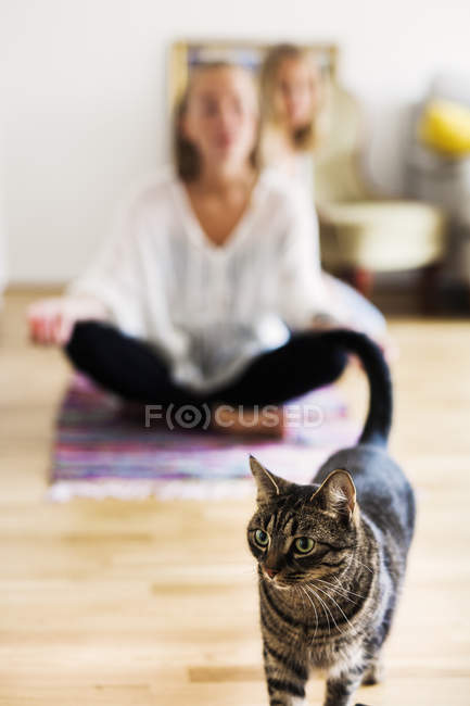 Tabby gato na frente de amigos fazendo ioga — Fotografia de Stock
