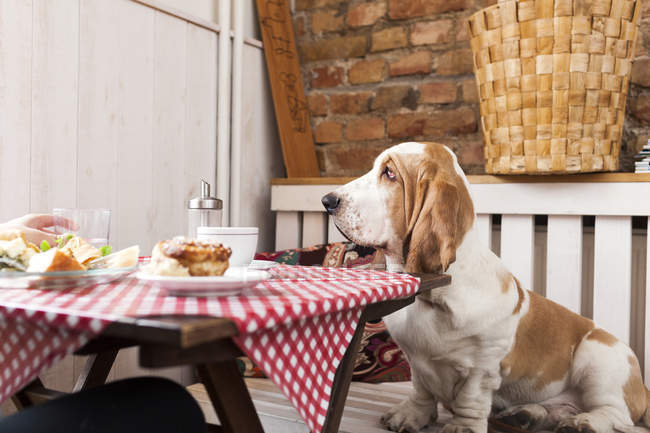 Basset-Hund sitzt am Tisch — Stockfoto