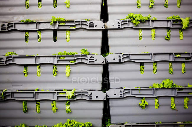 Пластиковые контейнеры, наполненные овощным салатом — стоковое фото