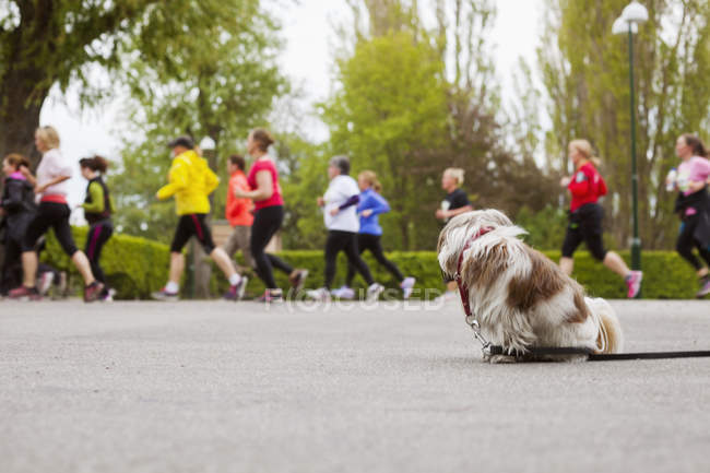 Собака спостерігає, як люди бігають у марафоні — стокове фото