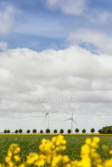 Wind turbines on field — Stock Photo